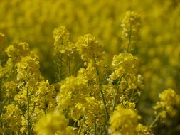 Close-up of the beautiful, yellow Nanohana flowers, in sunlight
