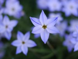 Blue Star shape Flowers