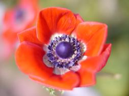 anemone, Red Flower at blur background