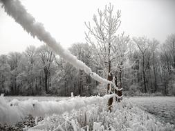 Ice Hoarfrost Cold forest