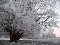 Beautiful, white landscape with the plants in hoarfrost and snow, at beautiful and colorful sunrise, in the winter