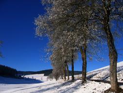 Ice Hoarfrost Cold trees