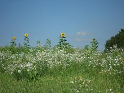 Summer Flower Meadow Chamomile white