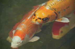 Koi Carp Goldfish