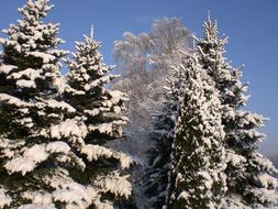 snow-covered fir trees on a clear sunny day