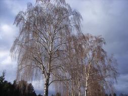 gray clouds over birches