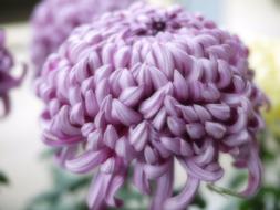 Chrysanthemum Purple flower