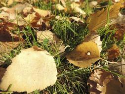 Leaves Autumn dry