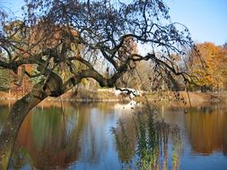 tree by the lake on the background of the bridge in the park