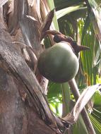 Coco De Mer Coconut tree in Seychelles