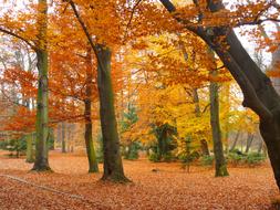 Beautiful landscape of the park, with the colorful plants, in light, in the autumn