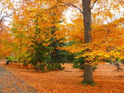 Beautiful landscape of the park with colorful plants and foliage on the ground, in autumn