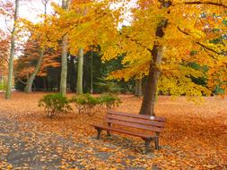 brown bench in autumn park