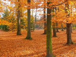 orange foliage on ground in Park at Autumn