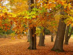 Beautiful park with the trees and other plants with colorful leaves in autumn