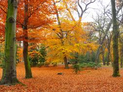 park in autumn foliage on a cloudy day