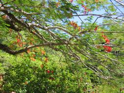 unusually beautiful Tree Flowers