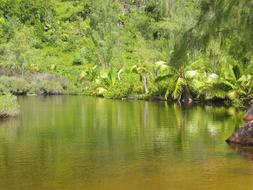 green palms on the shore of a lake in the Seychelles