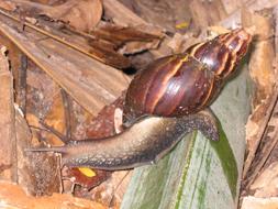 young achatina, Giant African Snail