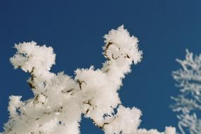 Close-up of the plants, with the beautiful, white hoarfrost, under the blue sky