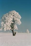 Hoarfrost snow tree