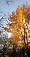 Yellow Tree crown at back light