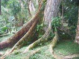 Tree Root green brown