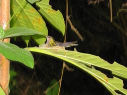 Hummingbird as a Tropical Exotic