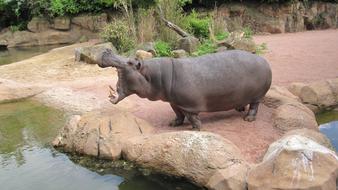 Zoo Hannover Hippo