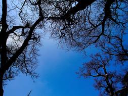 Branches of the trees, under the beautiful, blue, gradient sky with clouds