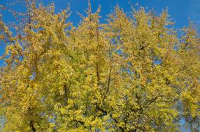 yellow autumn leaves on a tree against the sky