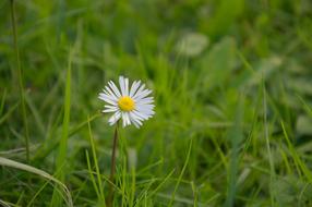 chamomile on a green meadow in a blurry background