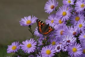 Autumn Butterfly red and violet flowers