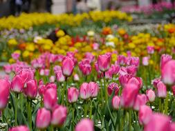 Field of yellow and pink Tulips