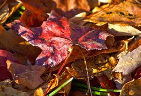 Red and yellow fallen leaves on green grass