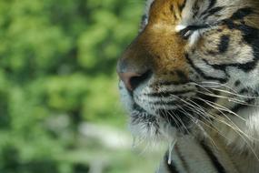 Beautiful, colorful and cute, wild tiger, with the closed eyes, among the colorful plants