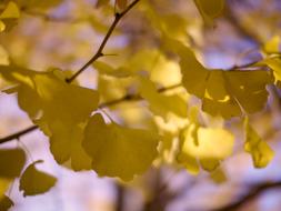 branch with yellow leaves close up