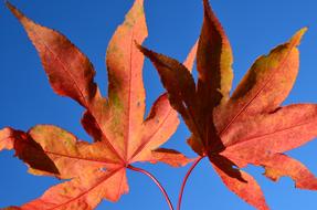 two red Leaves at blue sky