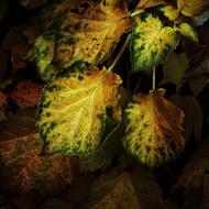 Leaf Green yellow