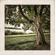 Tree and other plants on the beautiful, green shore of Elbe, in Hamburg, Germany