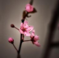 pink Cherry Blossom Spring