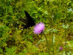 Papilio Butterfly Black and violet flower