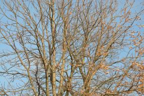 Autumn Aesthetic Branches blue sky