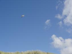 Beautiful seagull, flying in the blue sky with white clouds