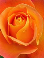 incredibly beautiful Rose Raindrops Apricot