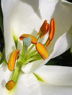 Lily Stamens Macro