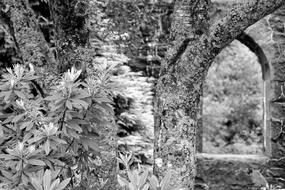 Ruin of medieval Abbey, Black and White