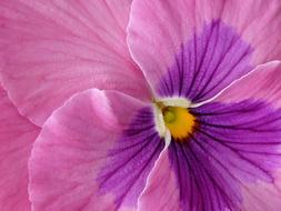 magnificent Pansy Flower