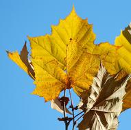 Sycamore Leaves at sky