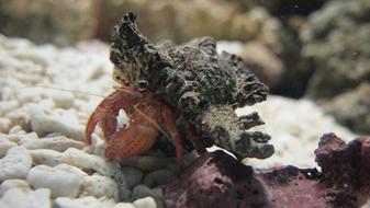 Hermit Crab Aquarium close-up